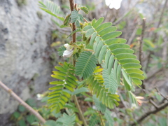 Kotschya aeschynomenoides