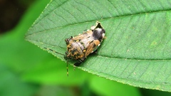 Eocanthecona concinna