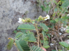 Kotschya aeschynomenoides