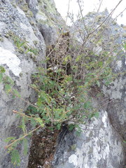 Kotschya aeschynomenoides