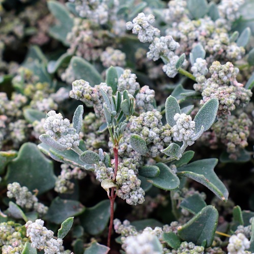 Image of Chenopodium incanum by (c) Andrew Tree, some rights reserved (CC BY)