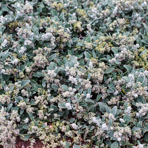 Image of Mealy Goosefoot (Chenopodium incanum) by (c) Andrew Tree, some rights reserved (CC BY)