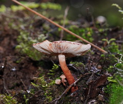 Lepiota haemorrhagica