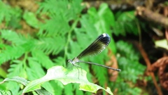 Psolodesmus mandarinus