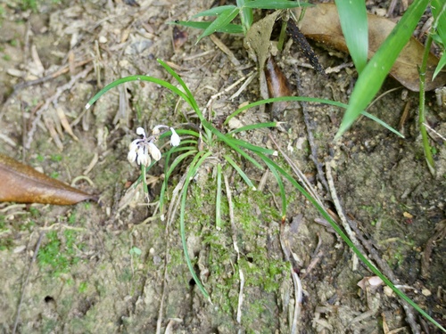 Image of Liriope minor by (c) りなべる, some rights reserved (CC BY)