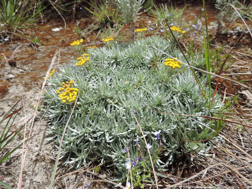 Helichrysum tillandsiifolium image