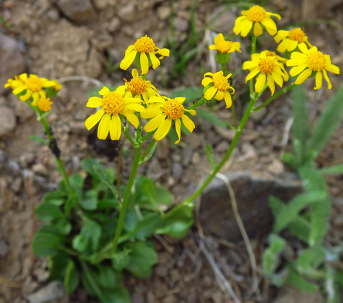 Packera streptanthifolia