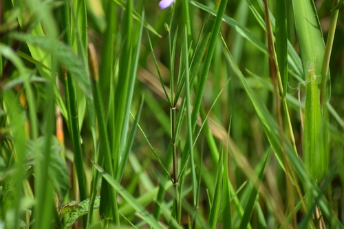 Image of Justicia angusta by (c) Ryan Watson, some rights reserved (CC BY)
