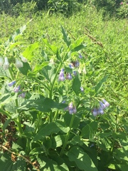 Symphytum officinale