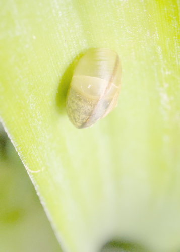 Bradybaena similaris observed 2024-04-12