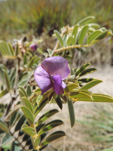 Tephrosia aequilata