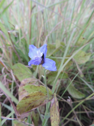 Delphinium image