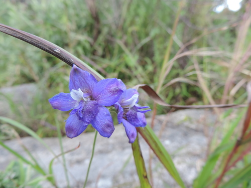 Delphinium image