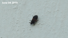 Dermestes vorax
