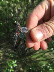 Leucorrhinia borealis