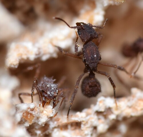 Mycetomoellerius mikromelanosMycetomoellerius mikromelanos