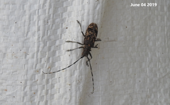 Monochamus saltuarius