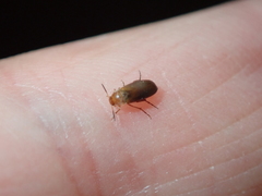 Anaspis flava