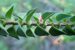 Penaea cneorum ruscifolia