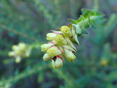 Penaea cneorum ruscifolia
