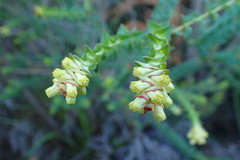 Penaea cneorum ruscifolia