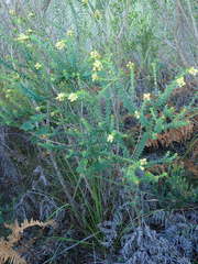 Penaea cneorum ruscifolia