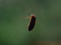Anaspis flava