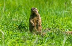 Marmota bobak