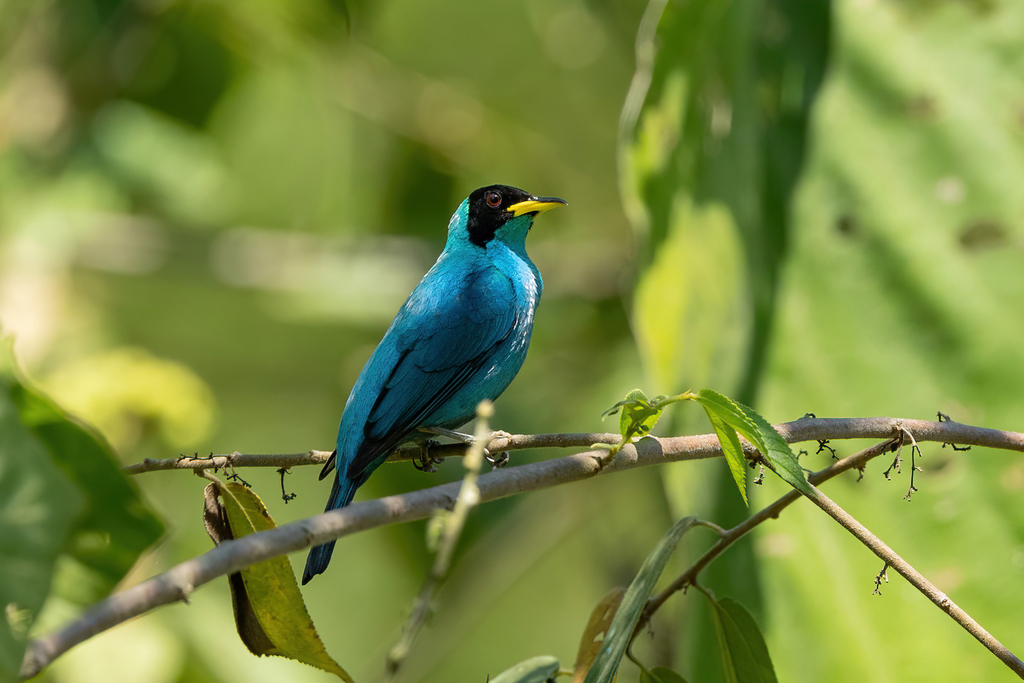 Green Honeycreeper