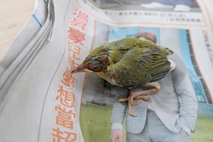 Zosterops simplex simplex