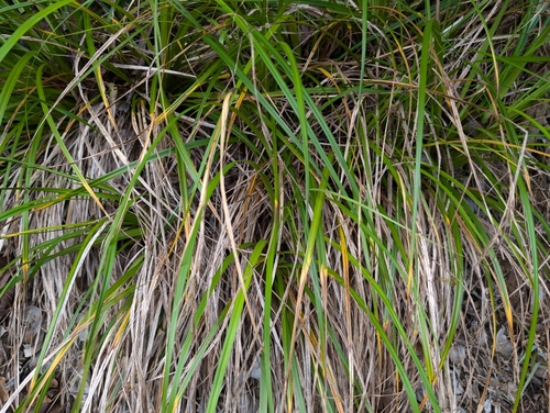 Image of Carex wahuensis by (c) Damien Wallace, some rights reserved (CC BY)