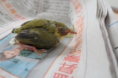 Zosterops simplex simplex