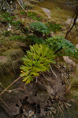 Anisotome lyallii