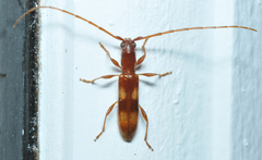 Heterachthes quadrimaculatus