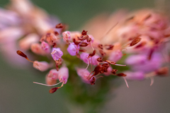 Erica globiceps consors