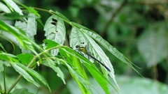 Leptogomphus sauteri formosanus