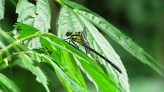 Leptogomphus sauteri formosanus