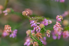 Erica globiceps consors