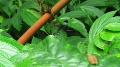 Psolodesmus mandarinus