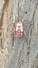 Pachylis neocalifornicus