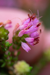 Erica globiceps consors