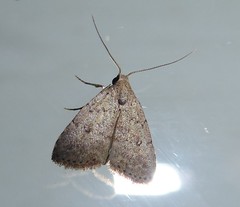 Tolpiodes oligolasia