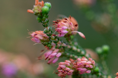 Erica globiceps consors