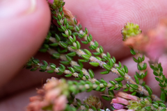 Erica globiceps consors