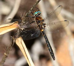 Helocordulia selysii
