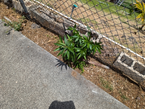 Nerium oleander observed 2024-07-20