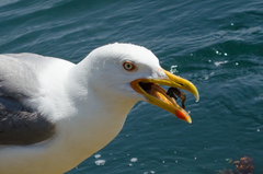 Hippocampus guttulatus