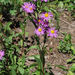 Symphyotrichum foliaceum - Photo (c) 2010 Barry Breckling,  זכויות יוצרים חלקיות (CC BY-NC-SA)