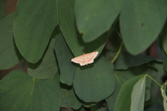 Krananda falcata