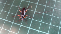 Strongylium erythrocephalum